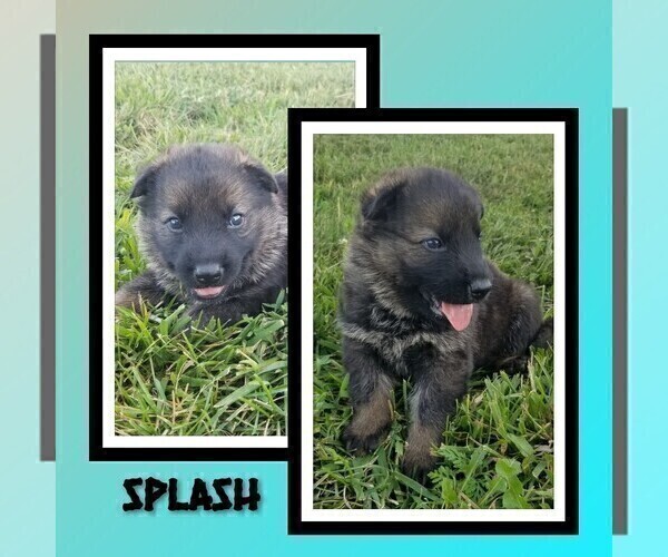 Medium Photo #4 German Shepherd Dog Puppy For Sale in BROOKFIELD, MO, USA