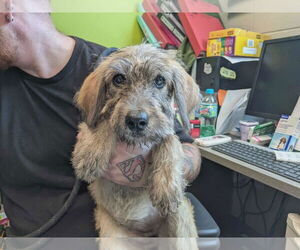 Poodle (Standard)-Unknown Mix Dogs for adoption in SHERBURNE, NY, USA