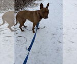 Small #11 American Pit Bull Terrier-Italian Greyhound Mix