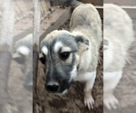 Small Photo #5 Kangal Dog Puppy For Sale in MESA, AZ, USA