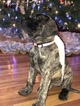 Small Photo #1 Mastiff Puppy For Sale in PIKETON, OH, USA