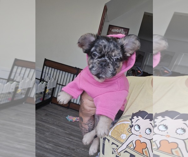 Medium Photo #7 French Bulldog Puppy For Sale in GLEN BURNIE, MD, USA
