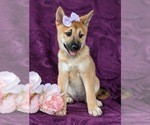 Small Photo #11 Shiba Inu Puppy For Sale in KIRKWOOD, PA, USA