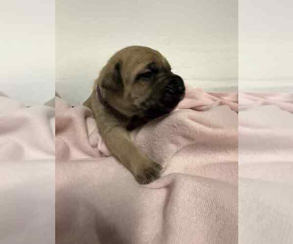 Medium Photo #1 Cane Corso Puppy For Sale in CAMBY, IN, USA
