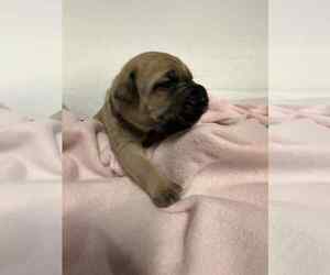 Cane Corso Puppy for sale in CAMBY, IN, USA