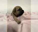 Small Photo #1 Cane Corso Puppy For Sale in CAMBY, IN, USA