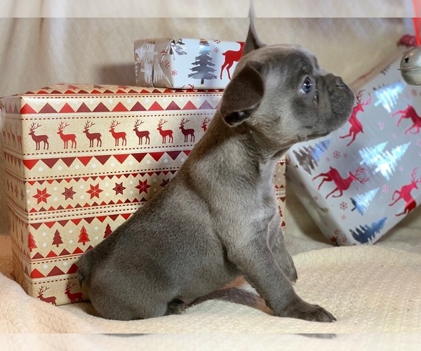 Medium Photo #3 French Bulldog Puppy For Sale in PASO ROBLES, CA, USA