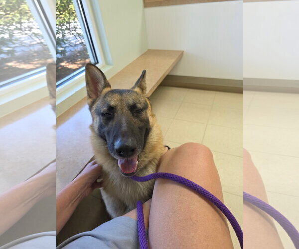 Medium Photo #2 German Shepherd Dog-Unknown Mix Puppy For Sale in Thomasville, NC, USA