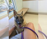 Small #1 German Shepherd Dog Mix