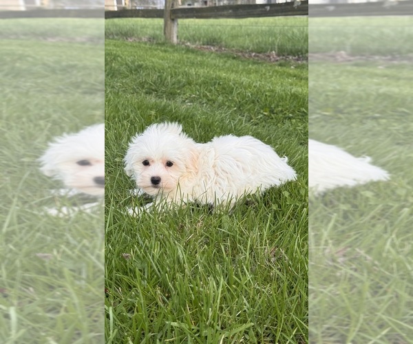 Medium Photo #3 Havaton Puppy For Sale in CANOGA, NY, USA