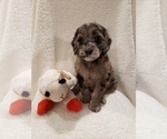 Small Photo #13 Goldendoodle-Sheepadoodle Mix Puppy For Sale in ROCHESTER, NY, USA