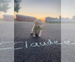 Puppy 3 Golden Retriever-Samoyed Mix