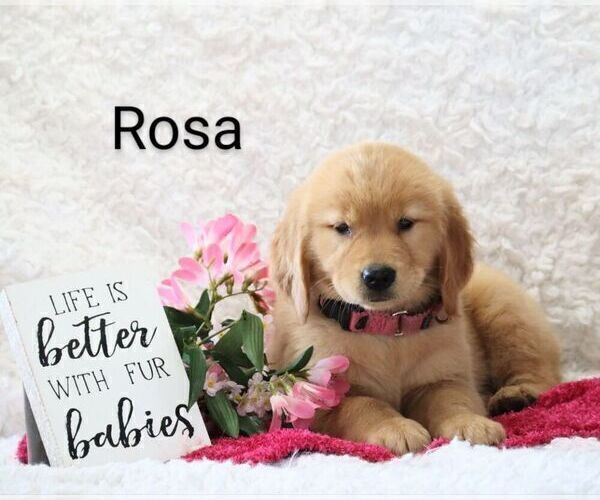 Medium Photo #2 Golden Retriever Puppy For Sale in LOYAL, WI, USA
