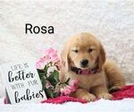 Small #1 Golden Retriever