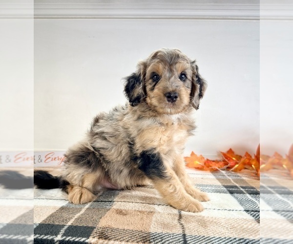 Medium Photo #2 Bernedoodle (Miniature) Puppy For Sale in GREENFIELD, IN, USA