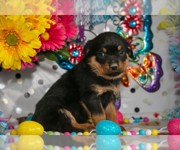 Medium Photo #2 Rottweiler Puppy For Sale in WEST FARMINGTON, OH, USA