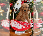 Small Photo #19 Goldendoodle Puppy For Sale in SAINT CLAIR SHORES, MI, USA