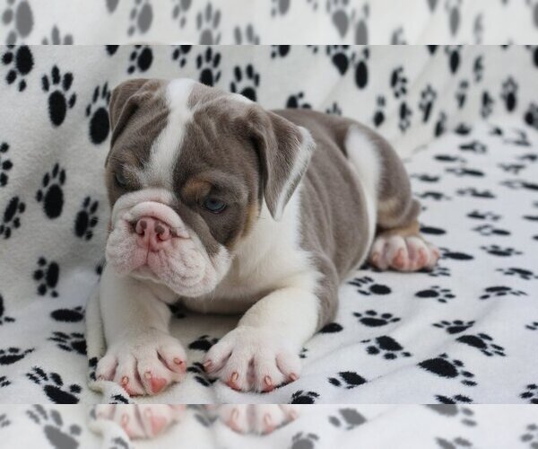 Medium Photo #2 Bulldog Puppy For Sale in BRYN MAWR, PA, USA