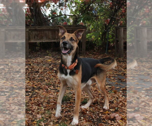 Medium Photo #4 German Shepherd Dog Puppy For Sale in Minneapolis, MN, USA