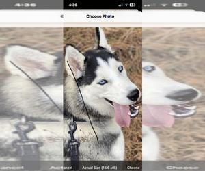 Mother of the Siberian Husky puppies born on 09/09/2025