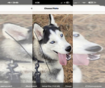 Small Photo #1 Siberian Husky Puppy For Sale in DOUGLASVILLE, GA, USA