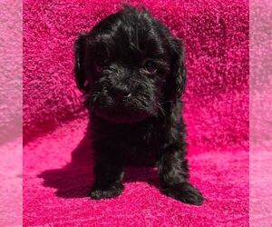 Maltipoo (Miniature) Puppy for sale in CHARLOTTE HALL, MD, USA
