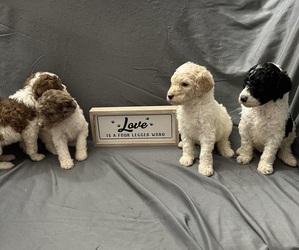 Poodle (Standard) Puppy for sale in ELIZABETHTON, TN, USA