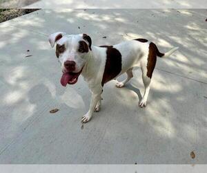 American Pit Bull Terrier-Unknown Mix Dogs for adoption in Charlotte, NC, USA