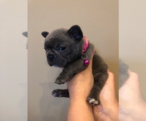 French Bulldog Puppy for sale in JACKSON, OH, USA