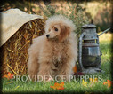 Small Photo #72 Poodle (Miniature) Puppy For Sale in COPPOCK, IA, USA