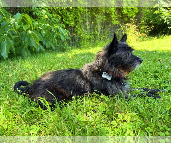 Medium Photo #4 Mutt Puppy For Sale in Milwaukie, OR, USA