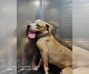 American Staffordshire Terrier-Unknown Mix Dogs for adoption in San Antonio, TX, USA