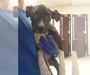 Mutt Dogs for adoption in Fayetteville, NC, USA