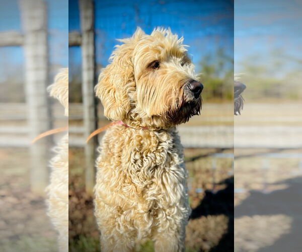 Medium Photo #3 Labradoodle Puppy For Sale in Pacolet, SC, USA