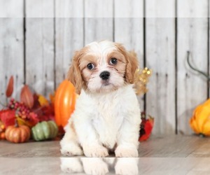 Cava-Tzu Puppy for sale in MOUNT VERNON, OH, USA