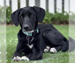 Small #7 Labrador Retriever Mix