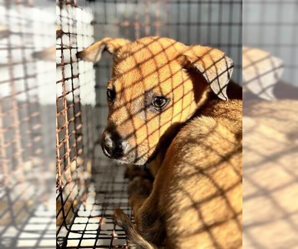 Medium Photo #1 German Shepherd Dog-Unknown Mix Puppy For Sale in Houston, TX, USA