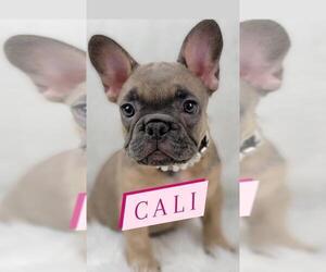 French Bulldog Puppy for sale in BAKERSFIELD, CA, USA