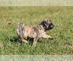 Small #3 Pug