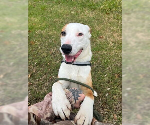 Medium Photo #5 Bull Terrier-Labrador Retriever Mix Puppy For Sale in Mountain View, AR, USA