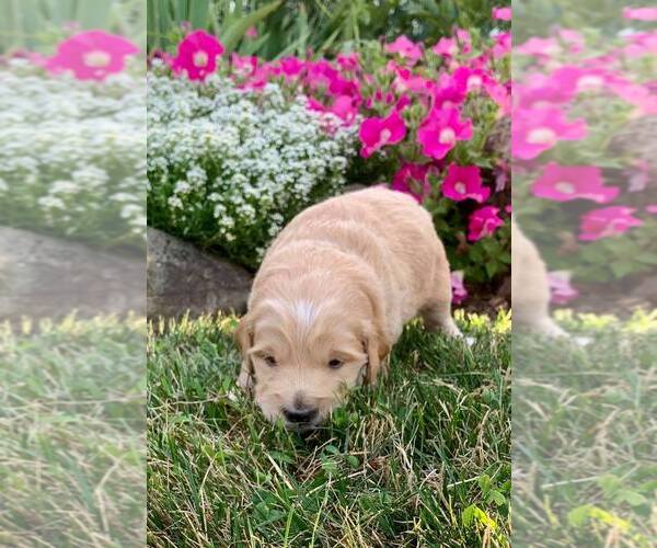 Medium Photo #4 Goldendoodle (Miniature) Puppy For Sale in NAPPANEE, IN, USA