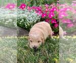 Small Photo #4 Goldendoodle (Miniature) Puppy For Sale in NAPPANEE, IN, USA