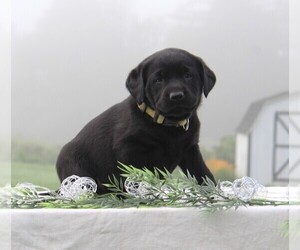 Labrador Retriever Puppy for Sale in HYDE PARK, Vermont USA