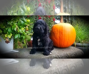 Newfypoo Puppy for sale in SEATTLE, WA, USA