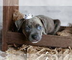 Small #1 American Pit Bull Terrier
