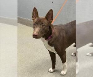German Shepherd Dog-Unknown Mix Dogs for adoption in Las Vegas, NV, USA