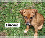 Small Black Mouth Cur Mix