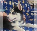 Small Photo #2 Siberian Husky Puppy For Sale in HAMBURG, PA, USA