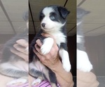 Small #3 Miniature Australian Shepherd