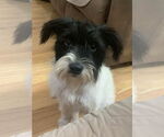 Small #1 Mutt